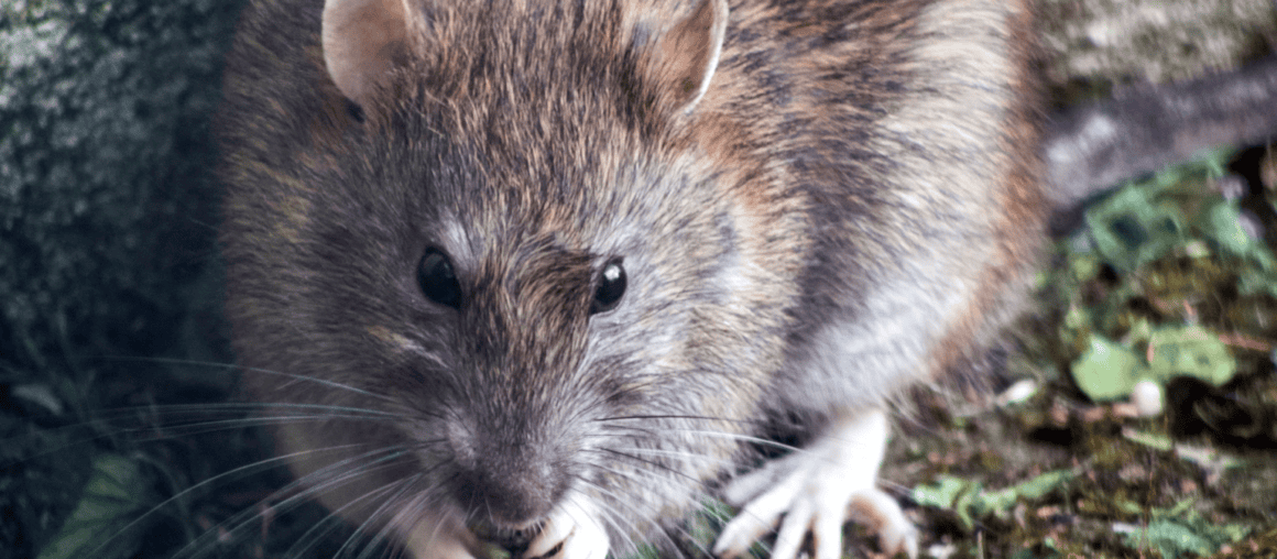 Handling a Persistent Pest Issue: A Step-By-Step Guide