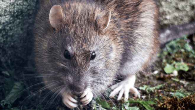 Handling a Persistent Pest Issue: A Step-By-Step Guide